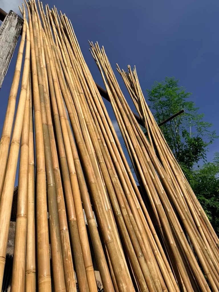 Blonde Petung structural bamboo poles curing against a blue sky