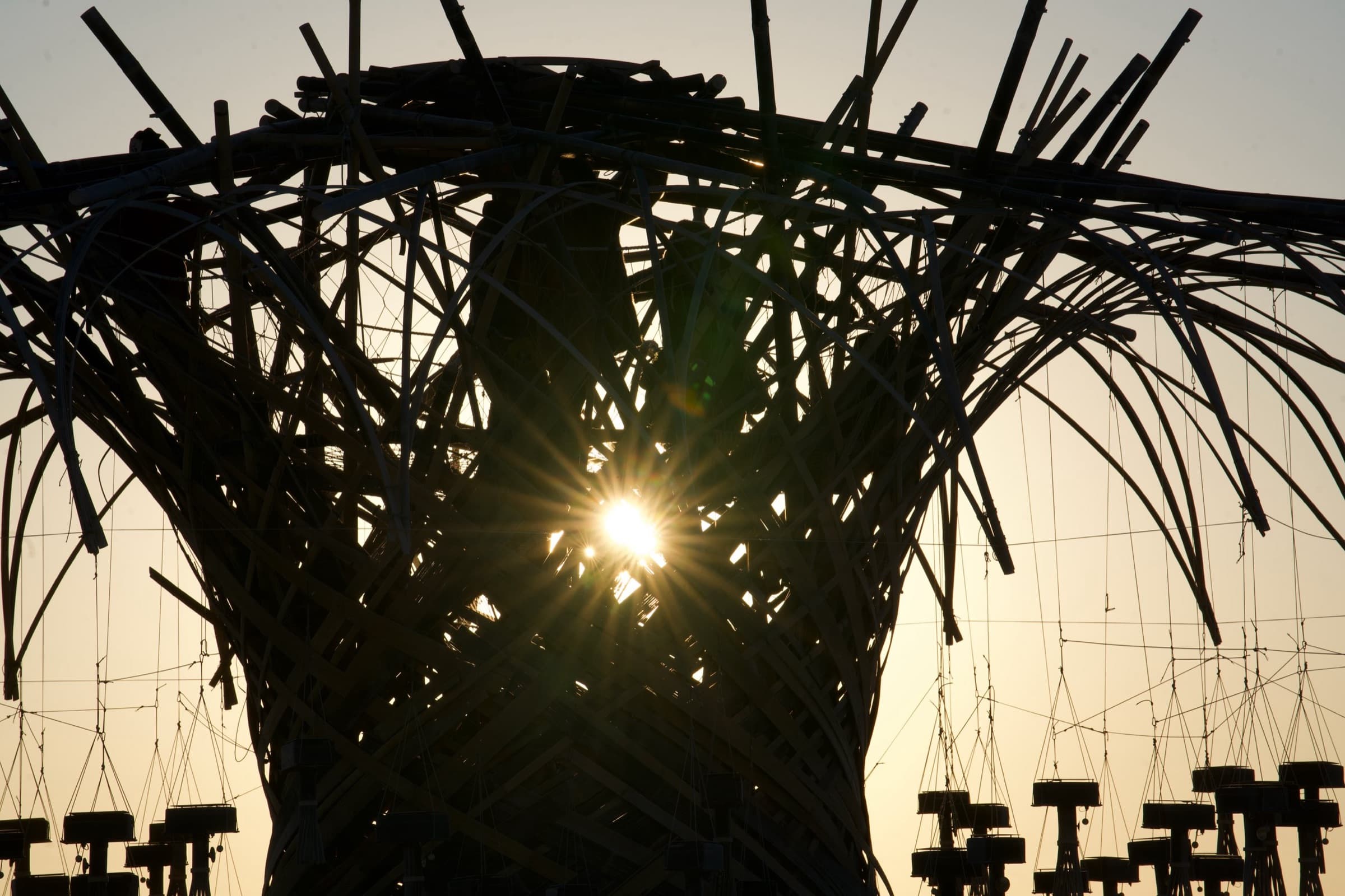 The sun starring through the woven crown of the Resonance Tree