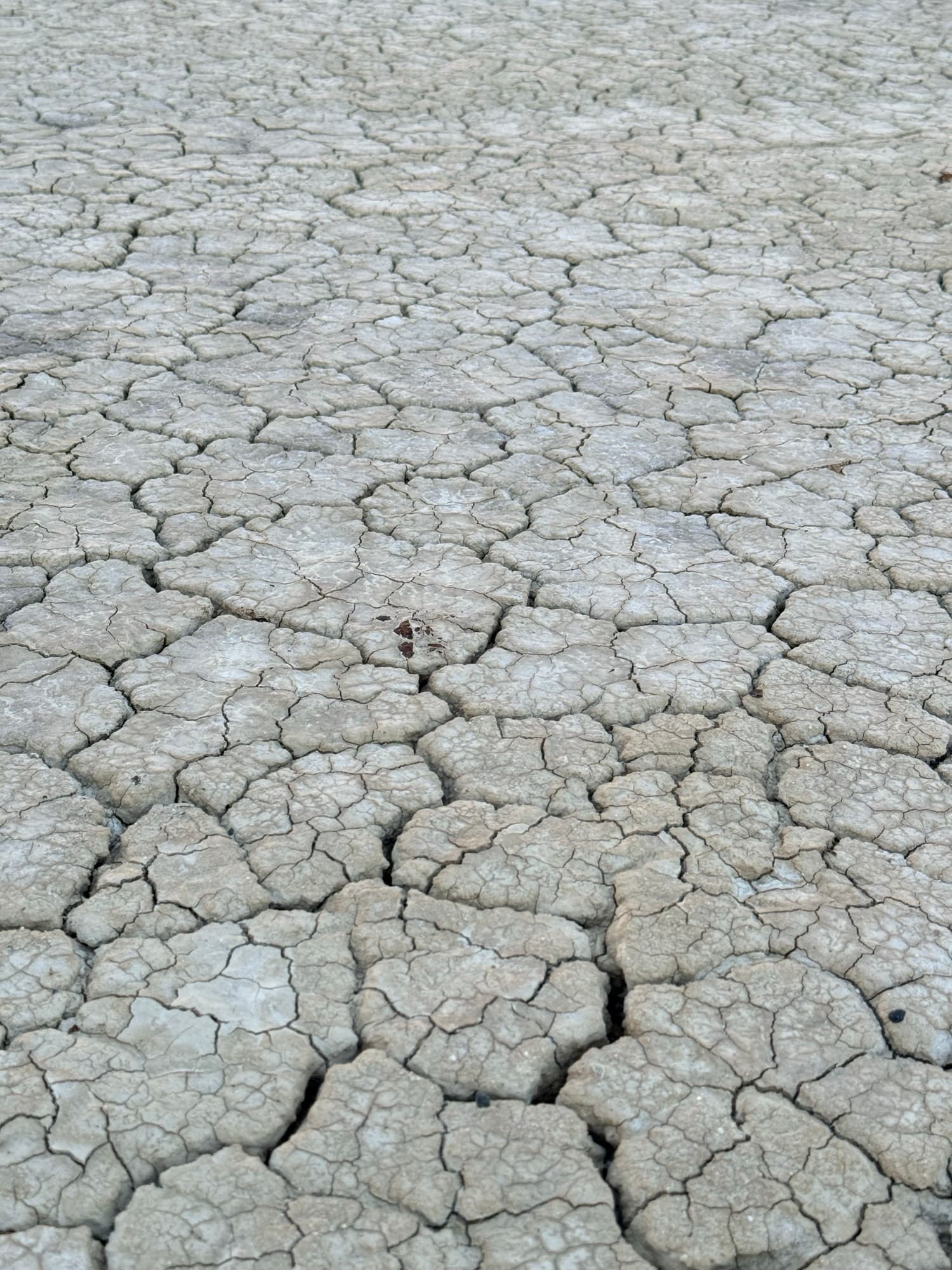 Cracked playa clay of the Black Rock Desert, in warm grey tones